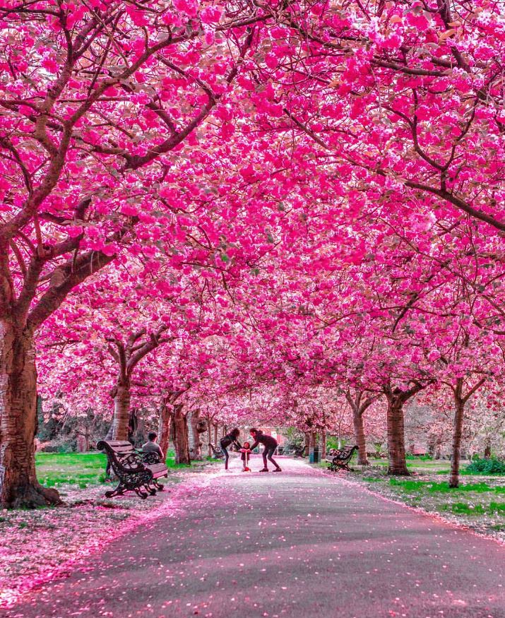 #Throwbackthursday to this stunning shot of Greenwich Park in pink blossom season by @Shadz_tt 🌸🌸🌸 bit.ly/2B9YKB9  

#VisitGreenwich <a href="/VisitGreenwich/">Visit Greenwich</a>