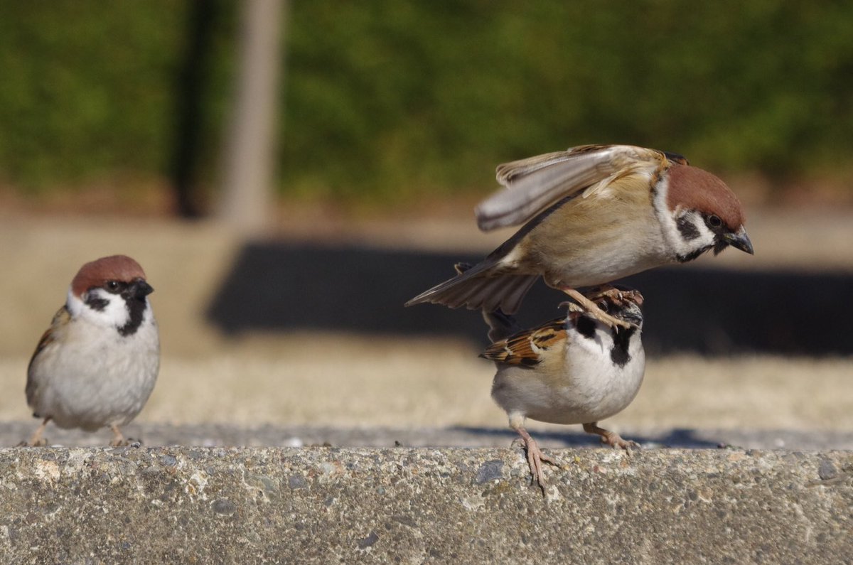 中野さとる なぜスズメはスズメの上に降りるんだろうか 雀 スズメ すずめ Sparrow 中野さとる なぜスズメはスズメの上に降りるんだろうか 雀 スズメ すずめ Sparrow
