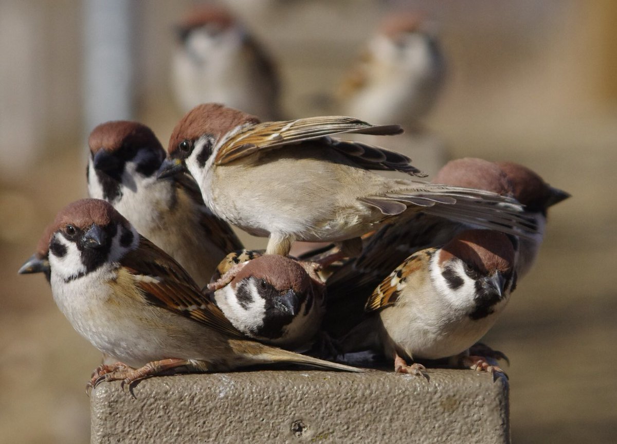 鳥まとめ Togetter [トゥギャッター]