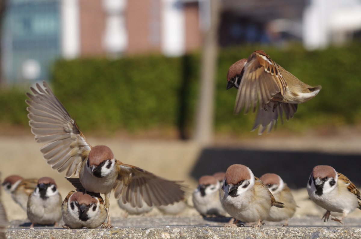 中野さとる در توییتر なぜスズメはスズメの上に降りるんだろうか 雀 スズメ すずめ Sparrow 中野さとる در توییتر なぜスズメはスズメの上に降りるんだろうか 雀 スズメ すずめ Sparrow