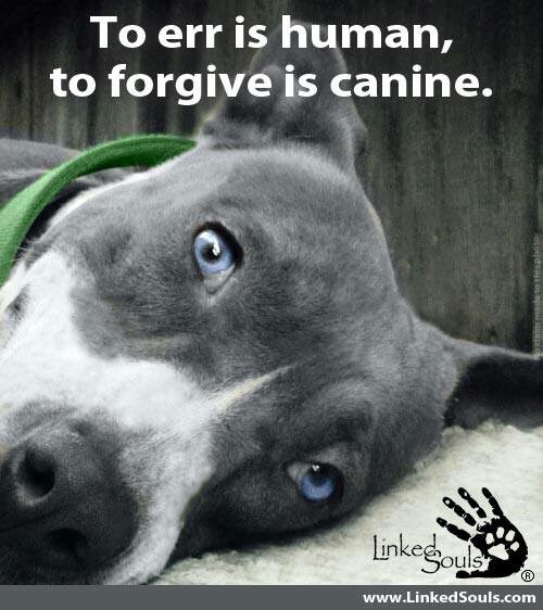 LinkedSouls's tweet image. “To err is human, to forgive is canine.”