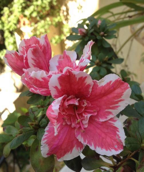 YNHallak's tweet photo. @elliesangelwing @r95731 @Tinkerb67353068 @willybronca777 @Sylpete @RosaTrunk @gcbrown1956 @Marisol2224 @MariaSherow @politicalnaveen @HumbleIndian @AraceliSalaiz @EliLeonarda @SSscoop475 @Edward733 @robtropper @shahmukesh012 @rosmarie1291 @Kendall02535758 @MoineChristell2 @anie1215 @elaineheart8 @dilruba_lees @anvy2446 @AintitMarvelous @Mted21 @VelvetSkye @YMasannat @imarinescu2002 @DLees28 @jwbranda @llkaline @Josgmelo @halpern_claude @oscarmerimo1 @DeFaukatrua @Stallion_Team2 @chaerilversace @LiliBodo @Marasim99 @louzival2011 @CrossTiesBook @aliciagarciaga6 @ERNESTZorro @Boyer_Rene @sminaev2015 @kimmarieward @lv4gab @elliesangelwing @YNHallak What a nice thing to say Doreen - thank you dear!!! 🕊️✈️🌺 Azalea!!!  An Early Sign of Spring from the Little Garden next door  village of Al #Hadath, #MontLiban, #Lebanon #azalea2018 #Azalea https://t.co/vqgiMMCES8