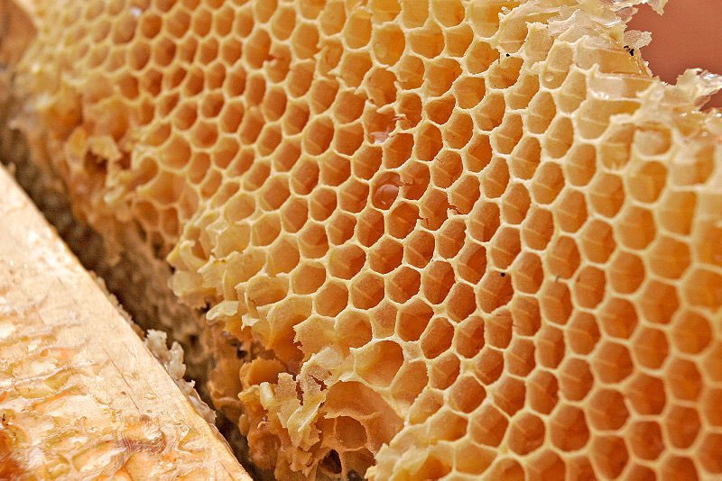 I've met a few people (all girls) who feel physically sick looking at these images. It's called trypophobia, fear of small holes. Weird