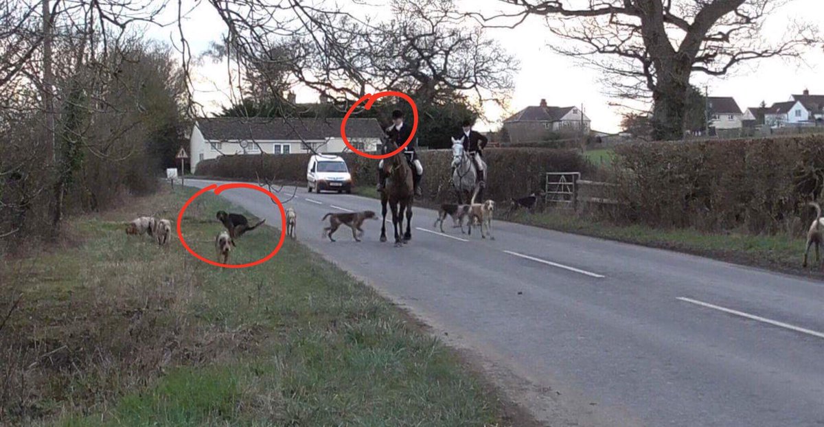 HoundsOff's tweet photo. Portman Hunt in #Dorset yesterday. Two things:
1. Do foxhounds defecating constitute a #biosecurity risk?
2. Is calling hounds from the middle of the road causing a danger to the public?
Pic: Wildlife Witness #TrailHuntLies https://t.co/qLN2w8Rn1N