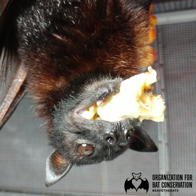 Whoa! It looks like someone bit off more than they could chew! Good morning from the Bat Zone! #SavetheBats