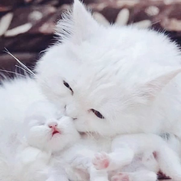 <a href="/Alvarez87943541/">@ALVAREZ 👸🏼</a> 🌹😍