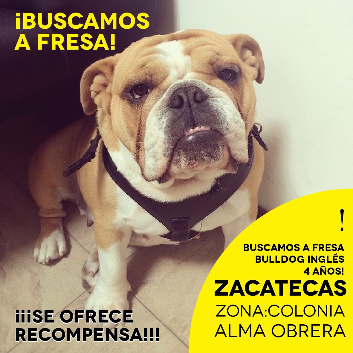 maipasetti's tweet photo. Ayuden a difundir por favor! Es la perra de un ex minero de Zacatecas querido por todos! Juan cuevas! 🙏🏼 @MinerosFc @gobiernozac @soldezacatecas @ZacatecasImagen @EnZacatecas https://t.co/v6iGa4UHIK