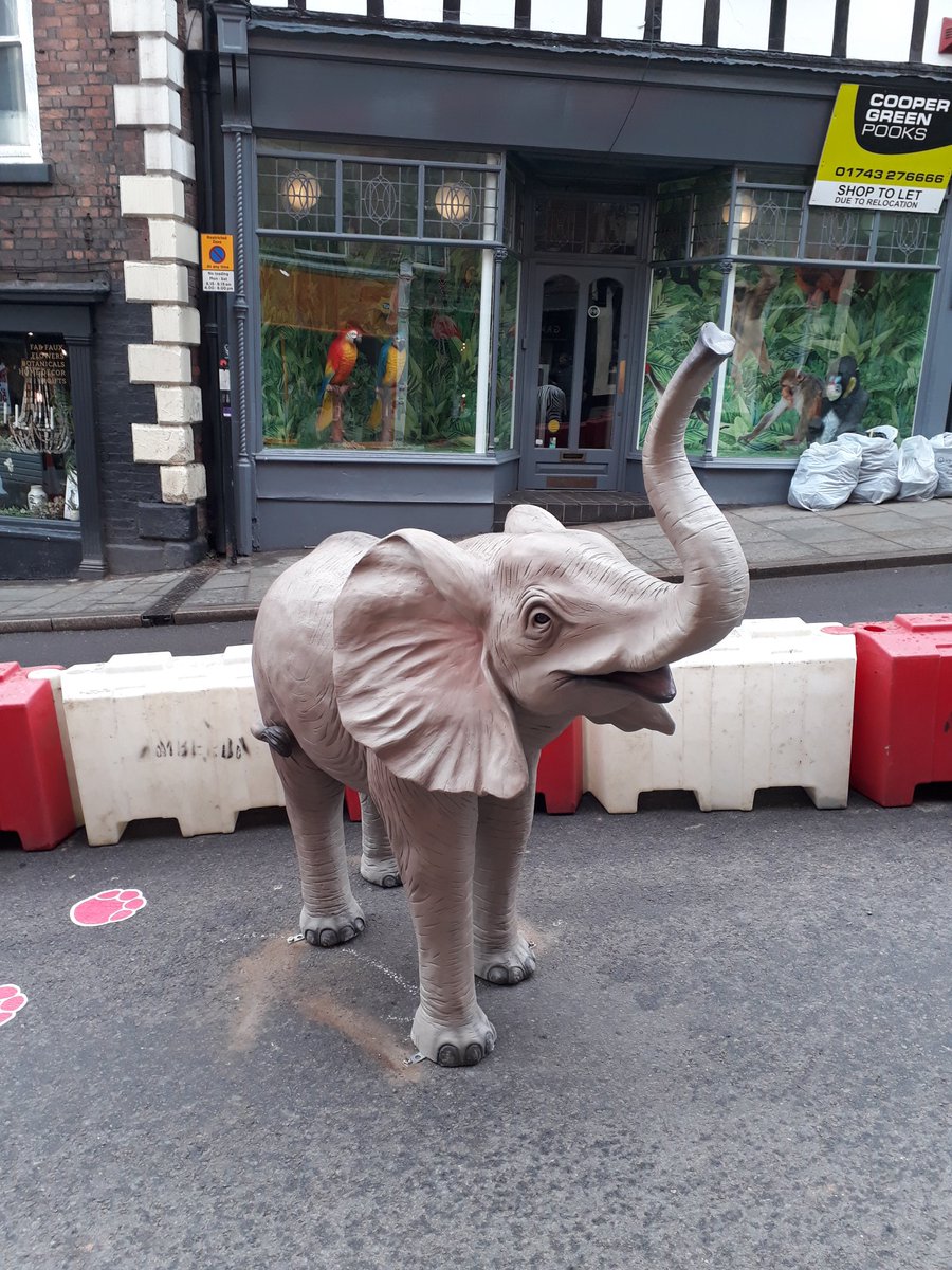 WChoiceShrews's tweet image. Shrewsbury has gone wild #wildcop #wylecop #shrewsbury (2/2)