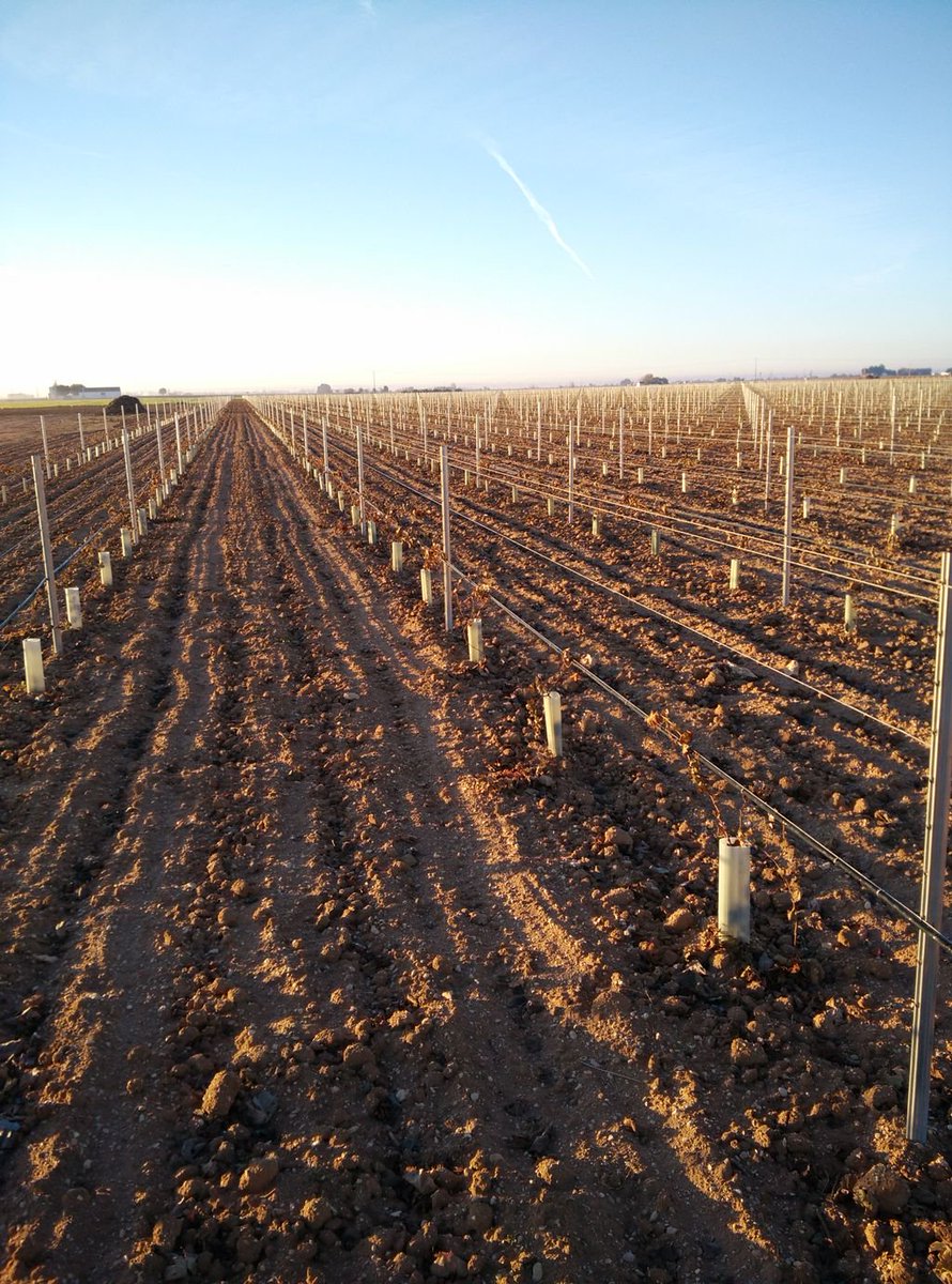 AcerosAgricolas's tweet photo. Have a look to our #steelposts for #vineyards. Ask for quotation. Low prices!
https://t.co/m85d07Yoxk https://t.co/aEm7MNSbZi