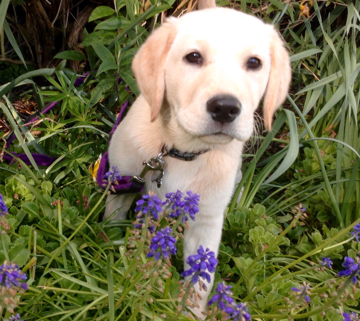 canine_partners's tweet image. Our Bluebell Walks are back again this year! Come and join us for a stroll amongst the Bluebells and help us raise much needed funds to transform more lives. Caninepartners.org.uk/BigBluebellWal…