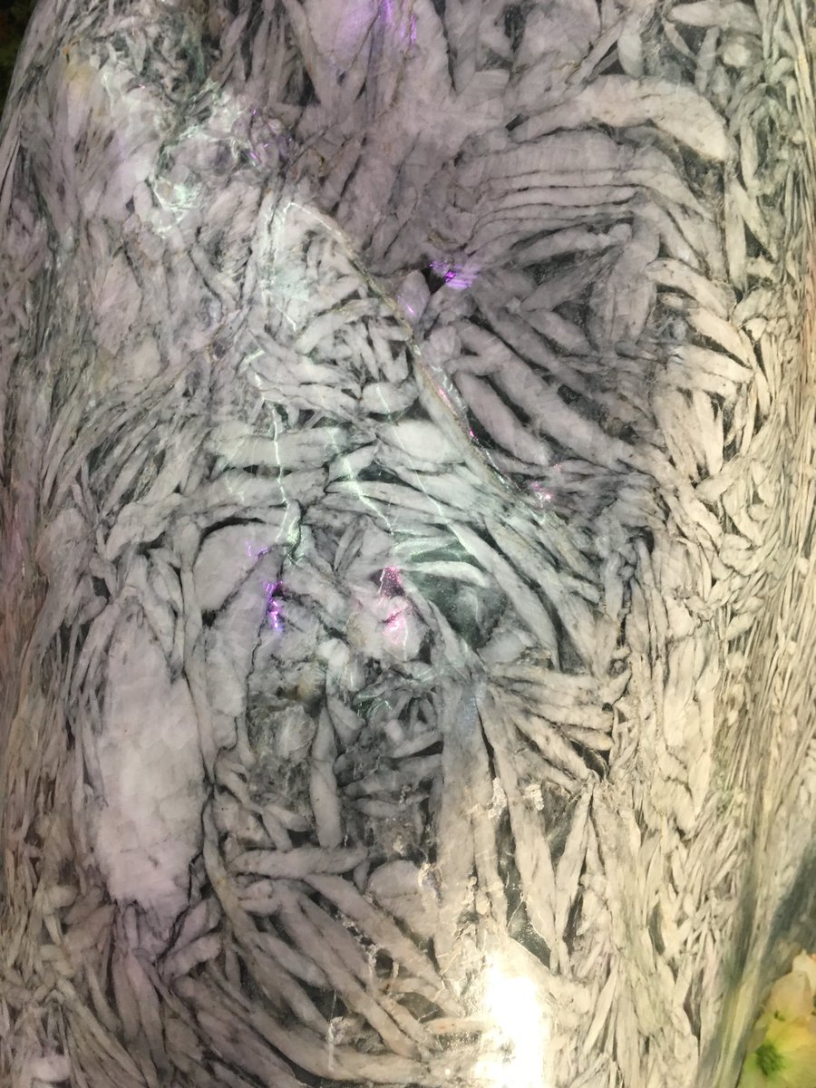 These plants lived in China forever ago and were captured as limestone turned to marble. #nwfgs