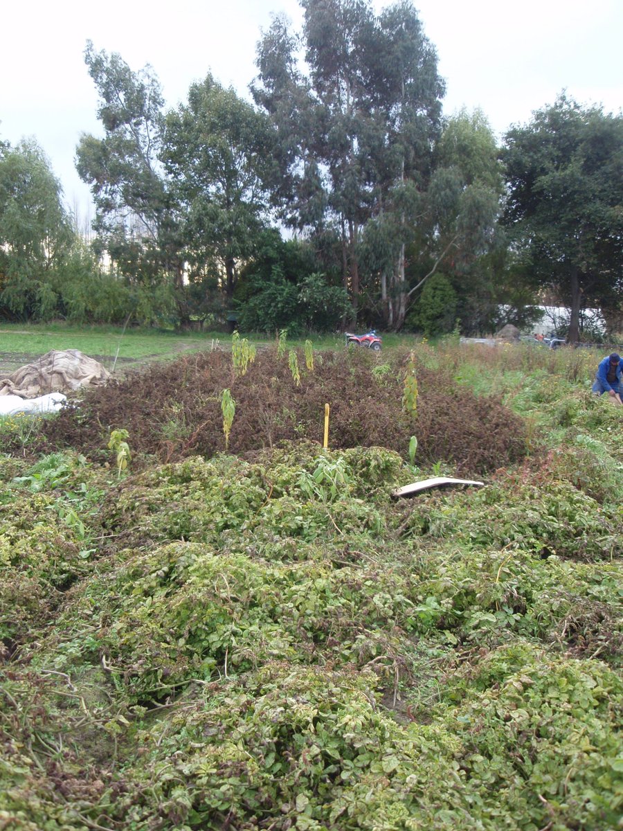 OrgResCent's tweet image. Mesh crop covers for #potatoblight and pest control - 2015-16 Third  year of mesh trials - Effect of UV light on foliar potato blight and  psyllid yellows. The BHU Future Farming Centre in NZ Watch space for @OGAgrowers  @IFarmers UK trials  tinyurl.com/NZ-mesh-blight