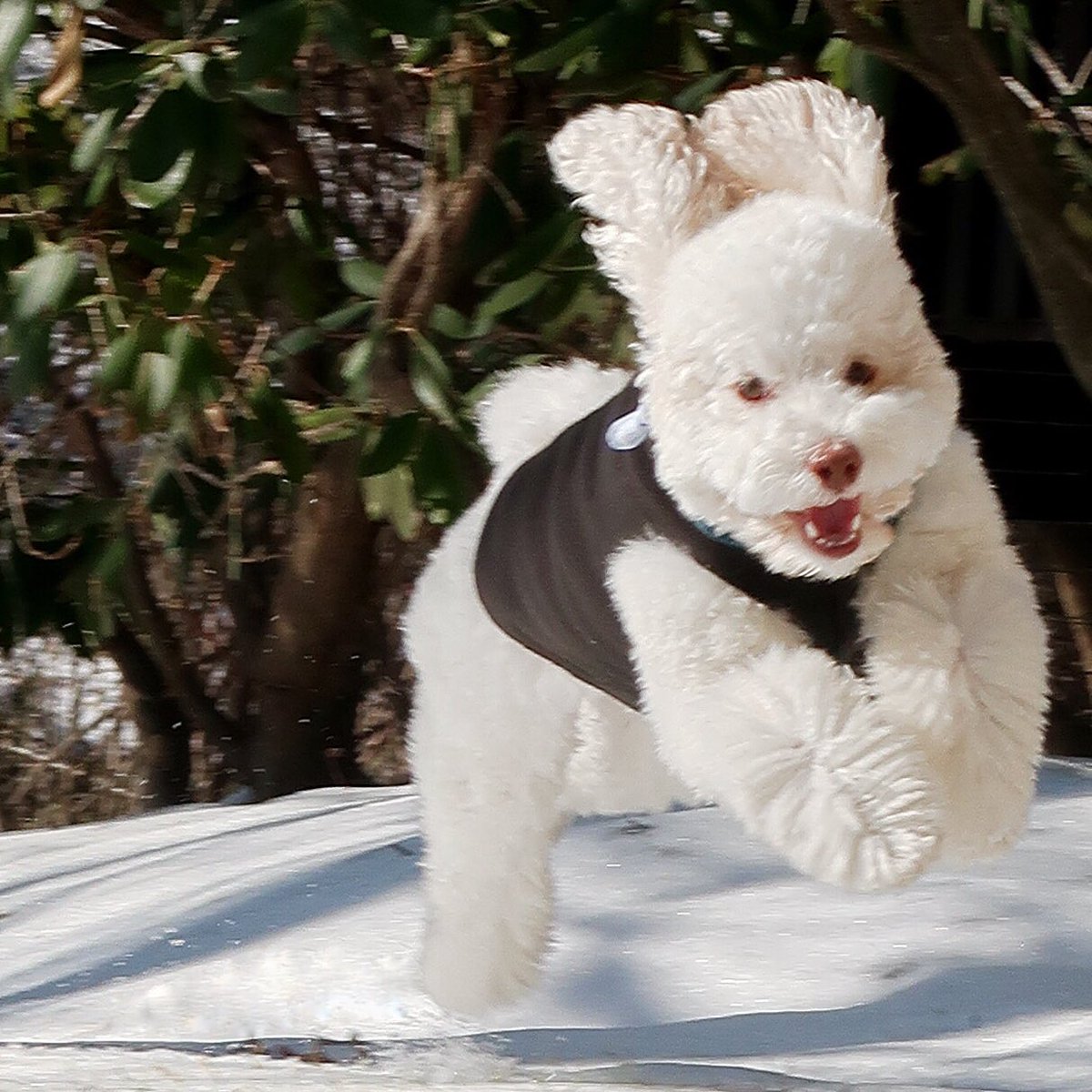 skyliedoodle's tweet photo. This was my face when Mom said, “Skylie Ryce, I’m not standing out here in the ice ❄️ for long so you can have a quick 90 seconds of hoolies.” 🌪🌪🌪 #skylieryce #skyliedoodle #hooliganskylie
{Fleece: @goldpawseries}
https://t.co/RPnx21sysL https://t.co/bbiR0Bguu3