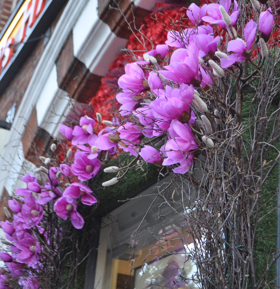 LondonTFP's tweet photo. Pretty pink Magnolia blossoms brighten up chilly February! #Magnolia #windowdisplays #TFPflowers https://t.co/z5U8rjzyBh
