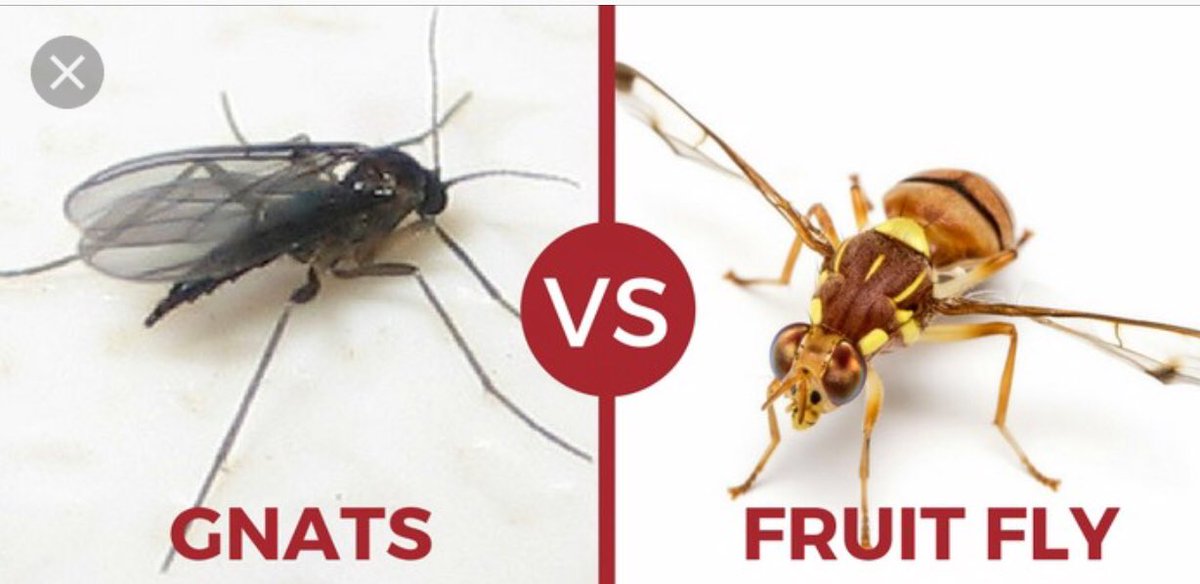 BugginOutRadio's tweet image. Know your PEST! Did you know FRUIT FLIES  do not come from decaying fruit &amp;amp; are not spontaneously "born" from rotting fruit.  Instead, they are able to detect the yeast produced by fermenting fruit! #fruitflies #gnats #home #pestcontrol #foodsafety