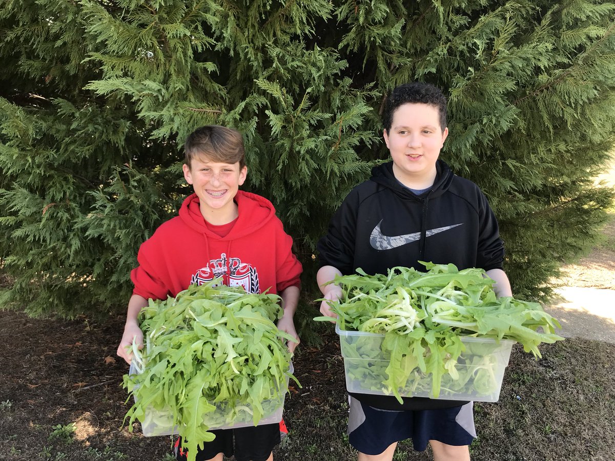 Mr. Drew’s 7th grade Ag class harvested  3 pounds of lettuce today from our <a href="/HATponics/">HATponics</a> aquaponics buckets!! Lettuce was given to our cafeteria for the salad line! @LCMSEast #aquaponics #lettuce #farmtoschool