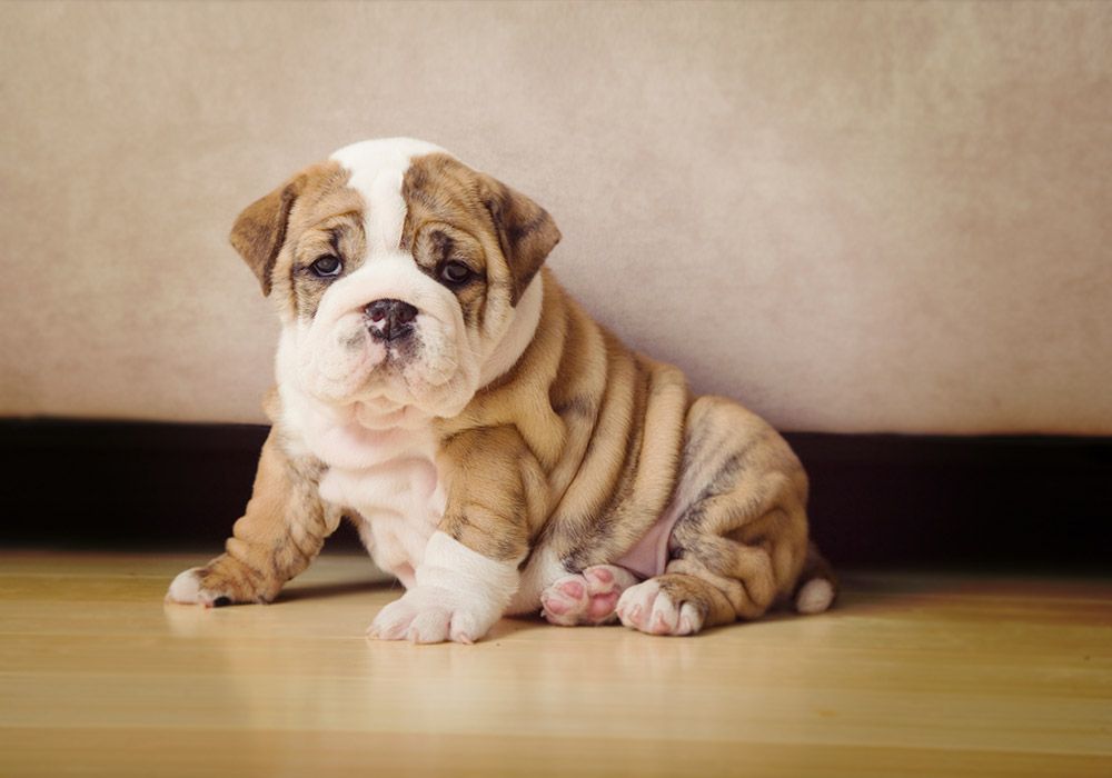 AAHAHealthyPet's tweet photo. Have you ever wondered how the word "dog" originated? Cure your curiosity with help from https://t.co/mnAoF1A0Xr https://t.co/oQ3JBQfXLl #dog #AAHAlove #dictionarydotcom https://t.co/ilkq0I2YF0