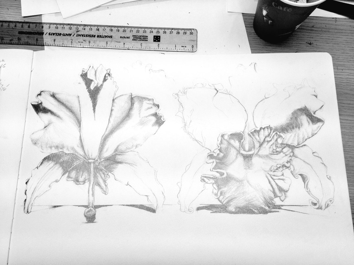 #cattalaya #orchid concept