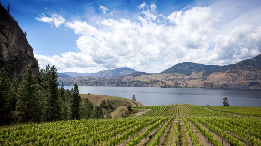 eatnorth's tweet photo. .@Brithart83 shares some of the industry reactions to Alberta's recent BC wine ban. https://t.co/1lJjtXZEFF https://t.co/O6xwo6aaNT