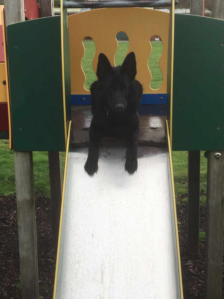 MerPolDogs's tweet image. When a night detective heard sounds downstairs in the station PD Wallis decided to check it out.

Imagine everyone's surprise when she finds a burglar's legs hanging out the window... at a Police station... Seriously... 

Well he got his wish, we invited him to stay.