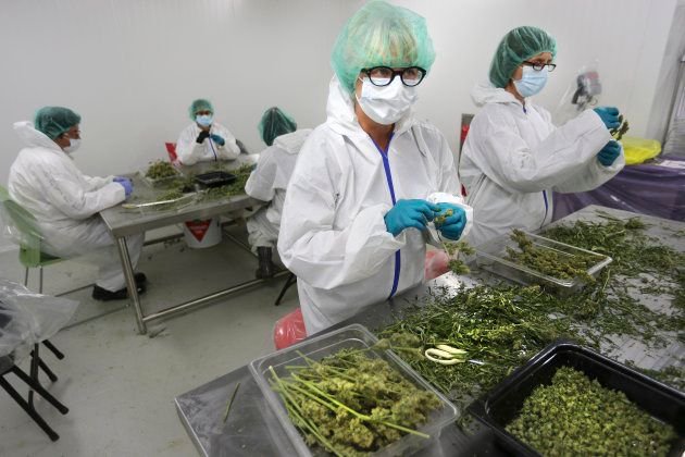 cannabisatwork's tweet photo. The year ahead is a pivotal one in Canada's economic history. The legalization of recreational cannabis will usher in a globally competitive, sophisticated and lucrative new sector. Here are the five major trends shaping Canada's cannabis sector >>> https://t.co/RE55JjolVK https://t.co/uynUvM0Zwv