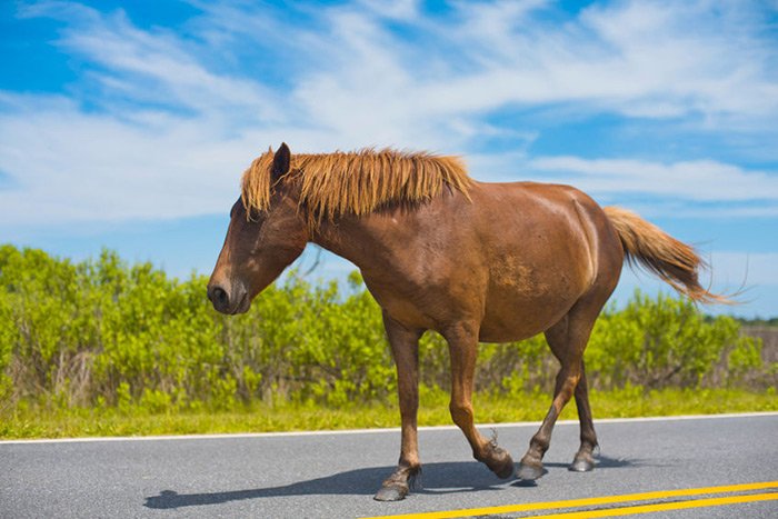 danspapers's tweet image. Great Old Laws: Dan Runs Down Various Archaic Laws from the #Hamptons and Beyond - Did you know they once had laws against testing the speed of your #horse on highways?
danspapers.com/2018/02/great-… #oldlaws