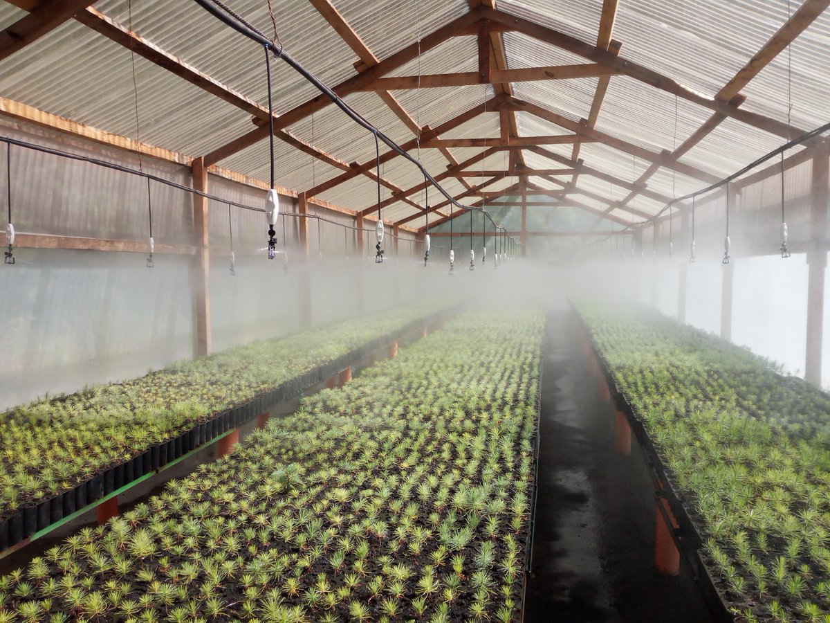 cambridgemabuzz's tweet photo. #Trees getting ready to go out in the world and #reforest degraded areas and bird #habitat under the expert care of Don Agustín. Photos taken last month in #Totonicapán. @USFWSIntl https://t.co/UuLHYJbBgA https://t.co/4JC0qoddkV