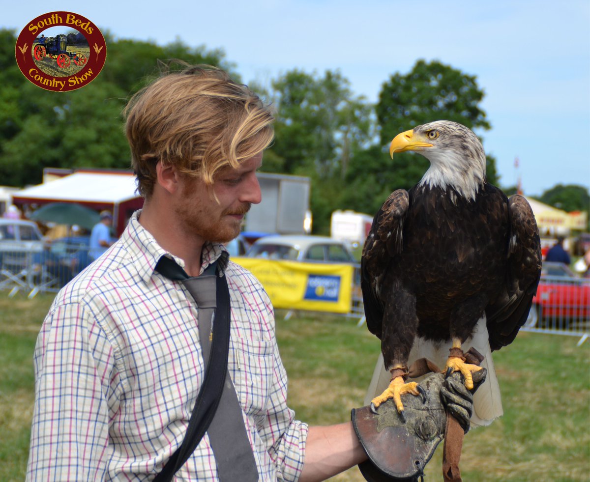 Keep an eye out at the South Beds Country Show for #TheEnglishSchoolofFalconry who will be putting on a display in the arena <a href="/BedfordSteam/">Bedford Steam</a> #sbcs #birdsofprey <a href="/touristmeuk/">tourist.me.uk</a>