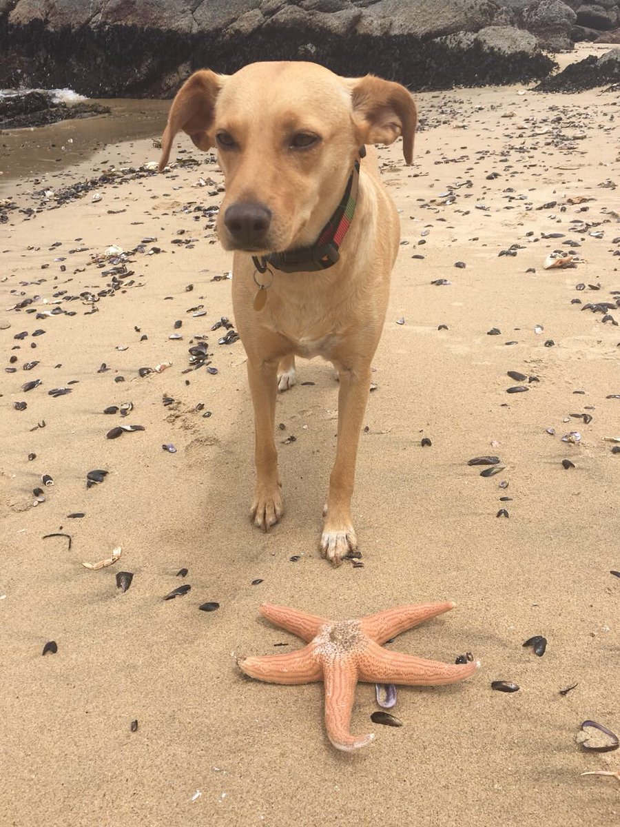 patrmarsh's tweet photo. Miren a esta damita!
La recuerdan?
Es la flaca!
La #PerritaReality de #DobleTentacion
Veraneando con la mejor humana que podría haber encontrado❤️ para ser parte de su familia.
#EligeAdoptar
#AmorFidelidadEIncondicionalidad https://t.co/uiJxjGT4Gh