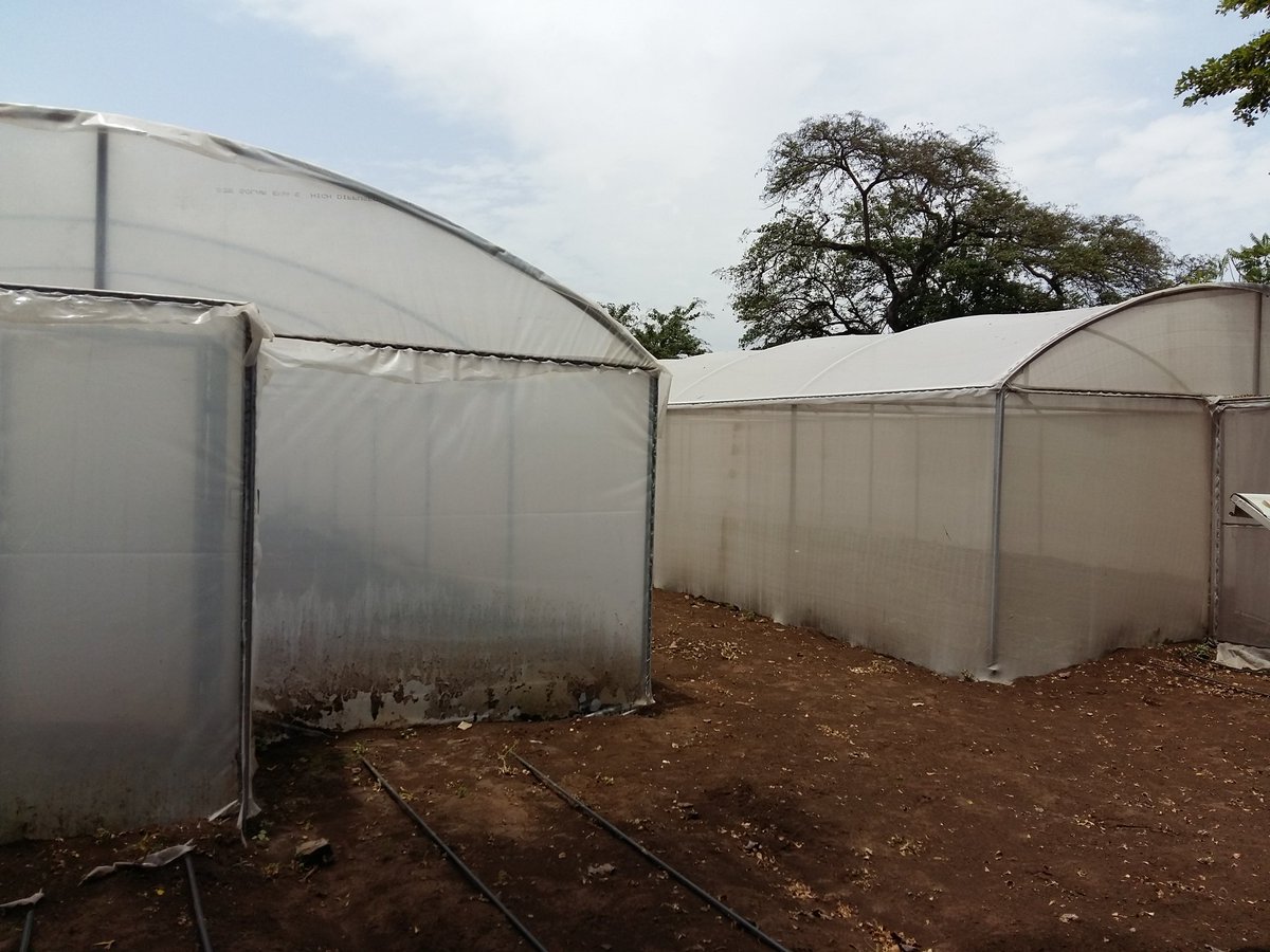 MelleLeenstra's tweet photo. Discovered great partnership potential between WorldVeg (@go_vegetables) and the #DutchDiamond. Vegetables for income and nutrition for women, men and youth. Opportunities for innovation and knowledge exchange. #PostHarvest, #Agripreneurship #FeedingCities https://t.co/bEBNCuGFFS