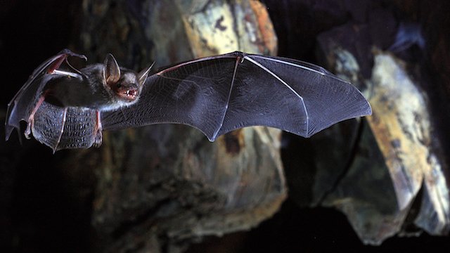 'The longest-lived bats—those belonging to the Myotis genus—may have their telomeres to thank for their slow aging process, according to a study published yesterday (Feb 7) in Science Advances.' #SavetheBats go.savebats.org/2BhTBdQ