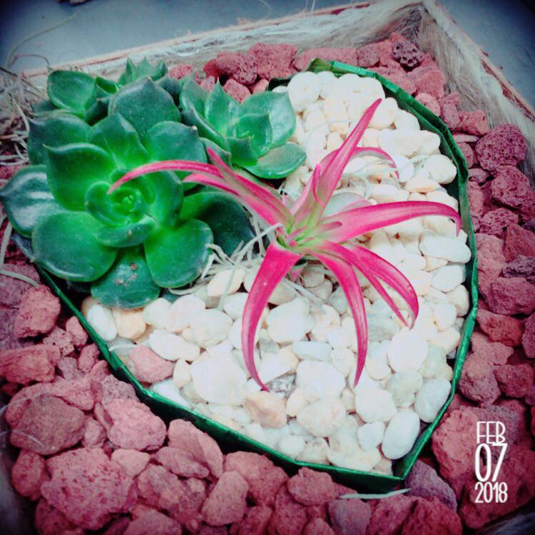 BayportFlower's tweet photo. Now for something really different, #valentinesdaysucculents #bayportflowerhouses #February14 https://t.co/yAq2wETxF2