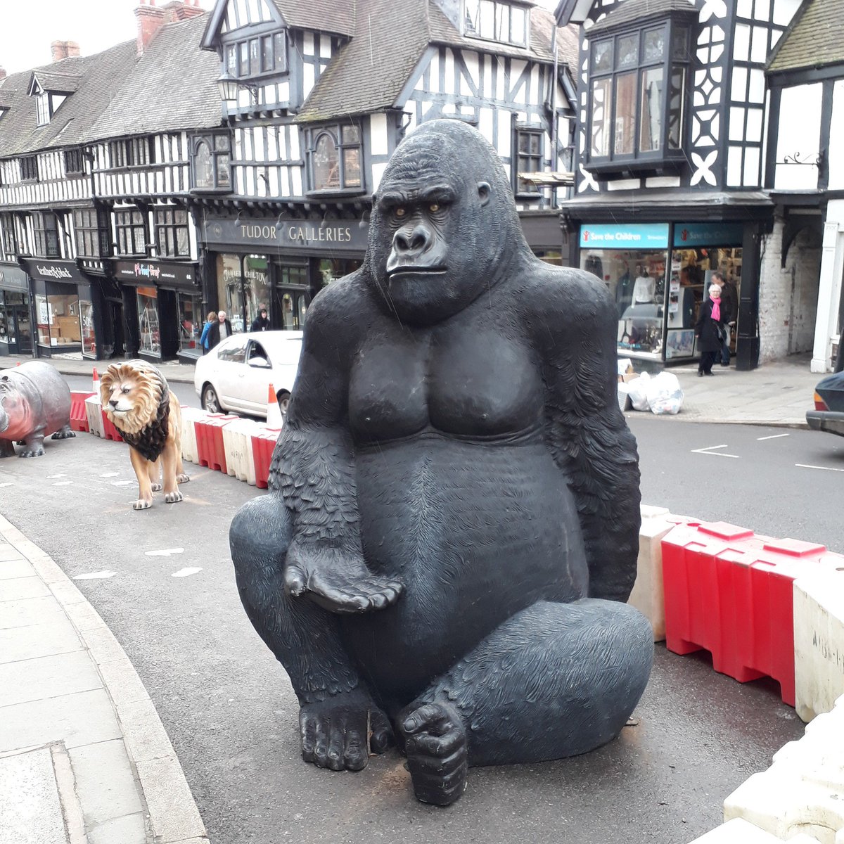 wadders007's tweet image. Gorillas in the midst of roadworks.... #shrewsbury #wildcop #Shropshire #roadworks #Gorillas