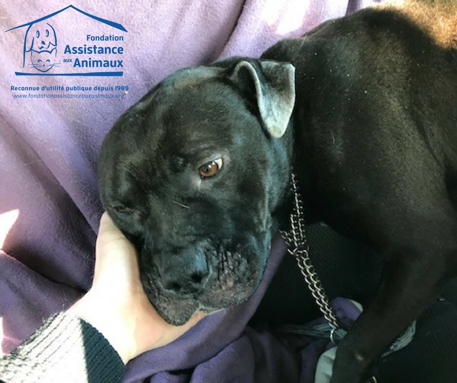 GossipRoomOff's tweet photo. Gucci, l’American Staff de 3 ans, traîné de force derrière un scooter, est arrivé au refuge de Morainvilliers dans les #Yvelines. Le chien va bien malgré le traumatisme qu’il a vécu et attend une famille d’accueil. Que justice soit faite concernant les responsables 🙏🏼 https://t.co/YukV42Cinw