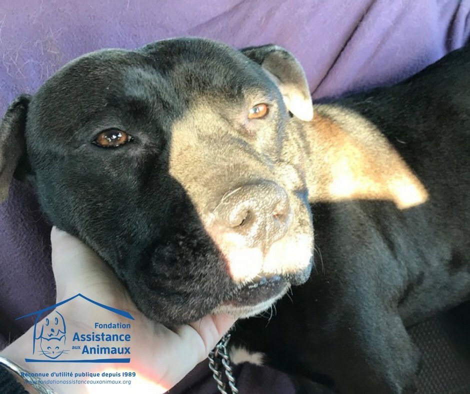 GossipRoomOff's tweet photo. Gucci, l’American Staff de 3 ans, traîné de force derrière un scooter, est arrivé au refuge de Morainvilliers dans les #Yvelines. Le chien va bien malgré le traumatisme qu’il a vécu et attend une famille d’accueil. Que justice soit faite concernant les responsables 🙏🏼 https://t.co/YukV42Cinw