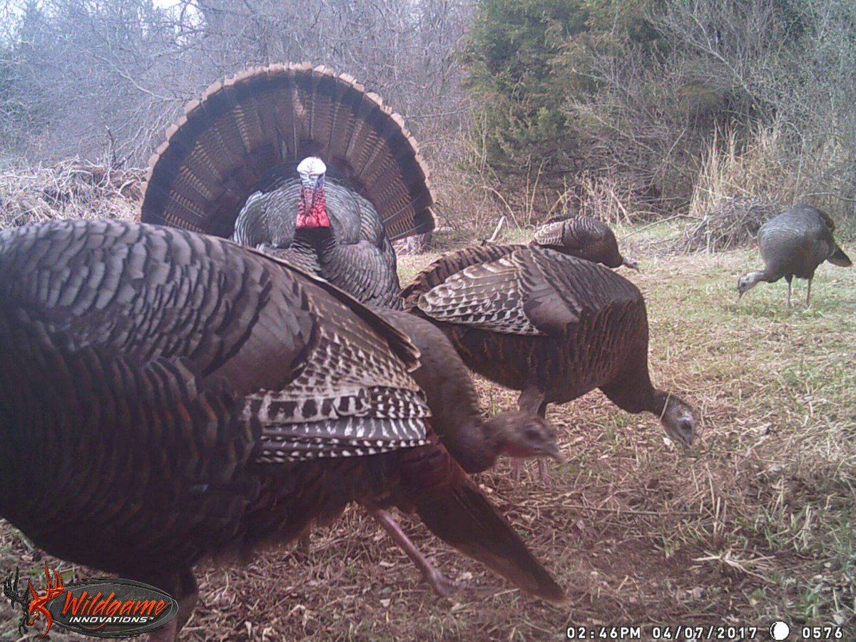 eddieturkeyman's tweet photo. King of the flock! https://t.co/7ftLDpH39d