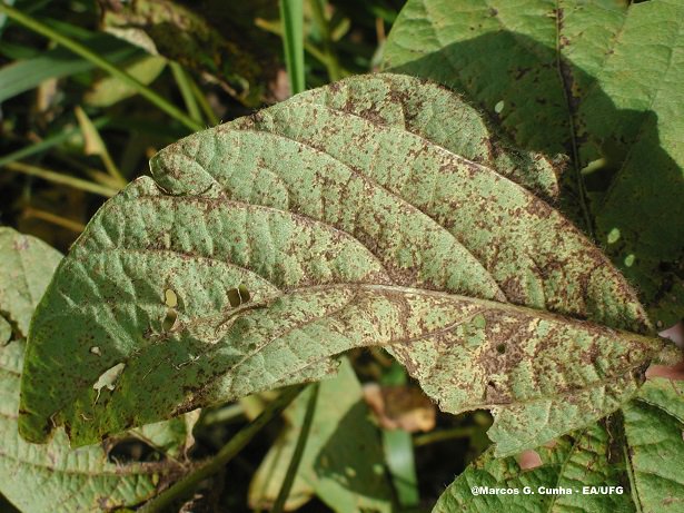 Focos de ferrugem asiática preocupam produtores rurais em Goiás goo.gl/uKGXjm