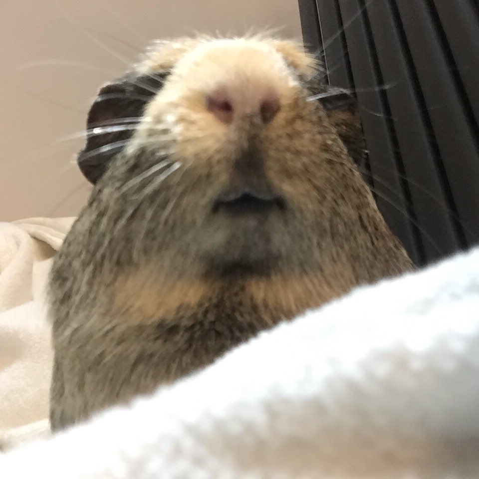 badgerbumble's tweet photo. Here I am listening to pigdad chopping veggies 🌶 for the hooms dinner. If there was sound you would hear me grinding my #teefs #wheresmine #grumpypig #teefgrinder https://t.co/oAuoRahxEg