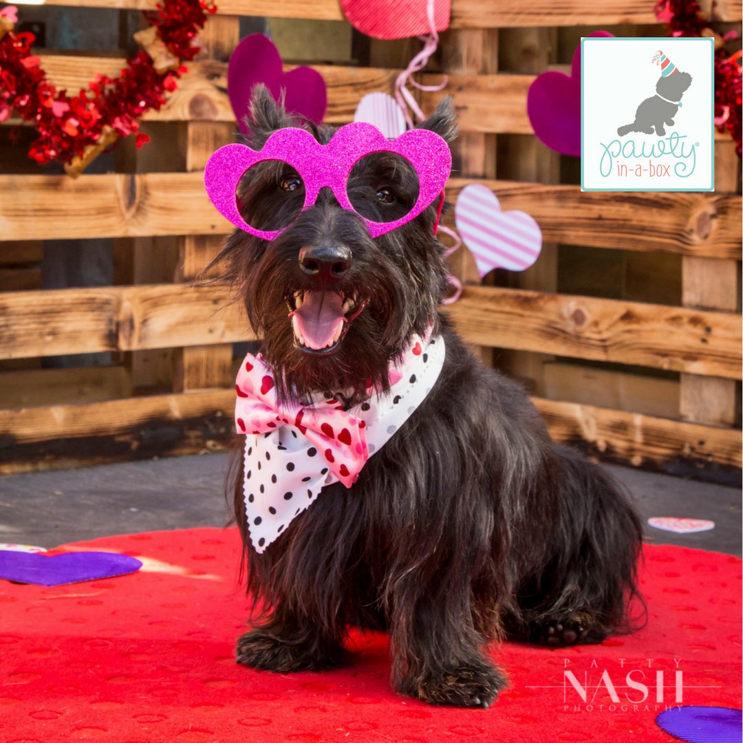 Pawtyinabox's tweet photo. We are alllll about celebrating our pups! Right @HamiltonBarkley ? #luvweek #pawtyinabox #pawtybox #dogbirthday #hamiinmiami #dogparty #dogparty https://t.co/Op6C1IiMoY