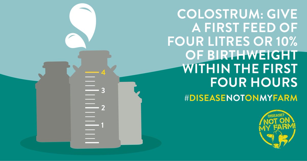 SenseHubGB's tweet photo. #DidYouKnow colostrum quality declines the longer itβs held in the udder, as it becomes more diluted with time #ColostrumGold #TeamDairy #FarmFacts https://t.co/916AT1Zk9W