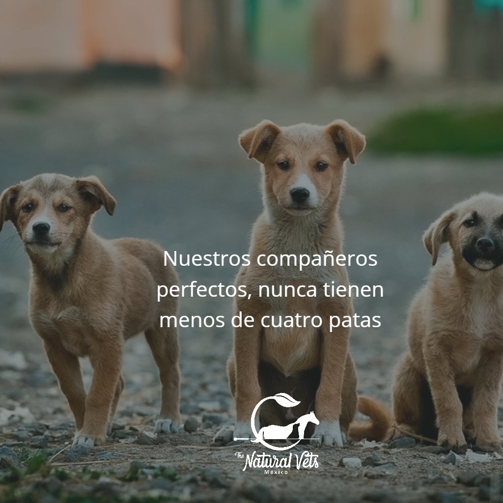 😍💘💓❤

Citas: 👇
☎ (81) 19 33 55 88
📱 (81) 256 38 227
📧 contacto@thenaturalvets.com.mx
🌐thenaturalvets.com.mx