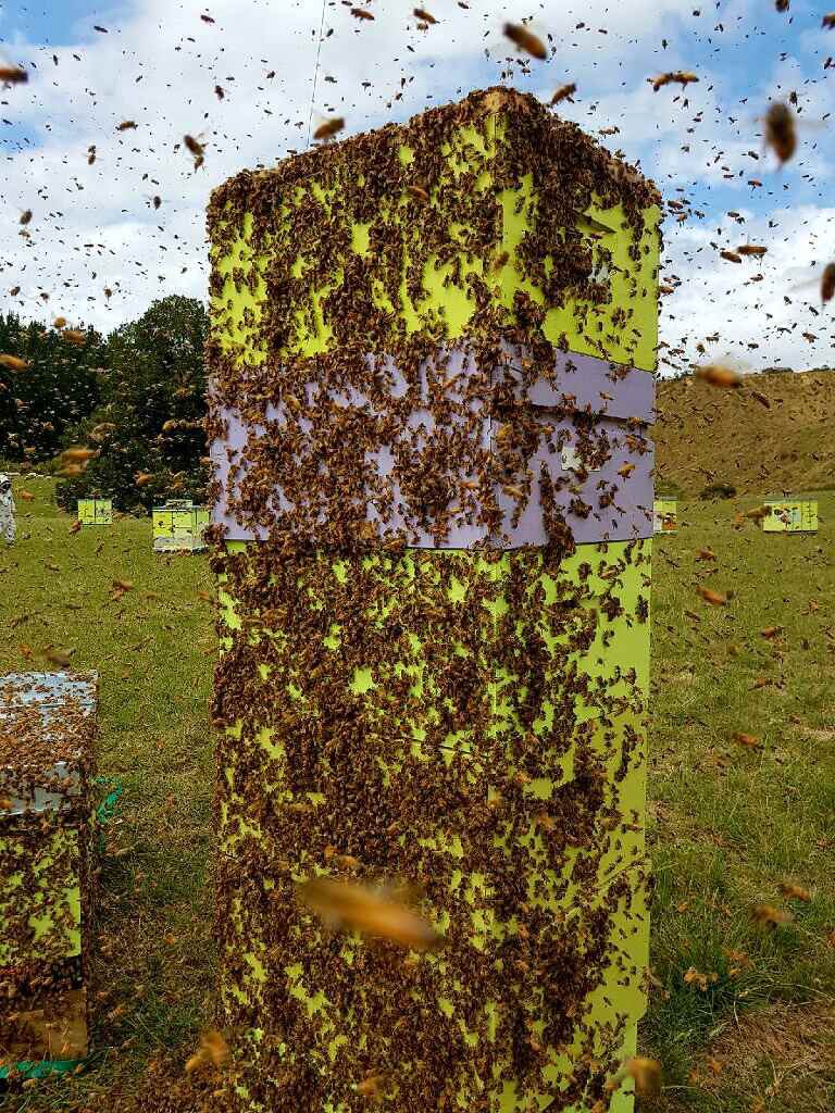 V_Mackintosh's tweet photo. Getting immersive with Egmont Honey! https://t.co/Ki68Qe730S