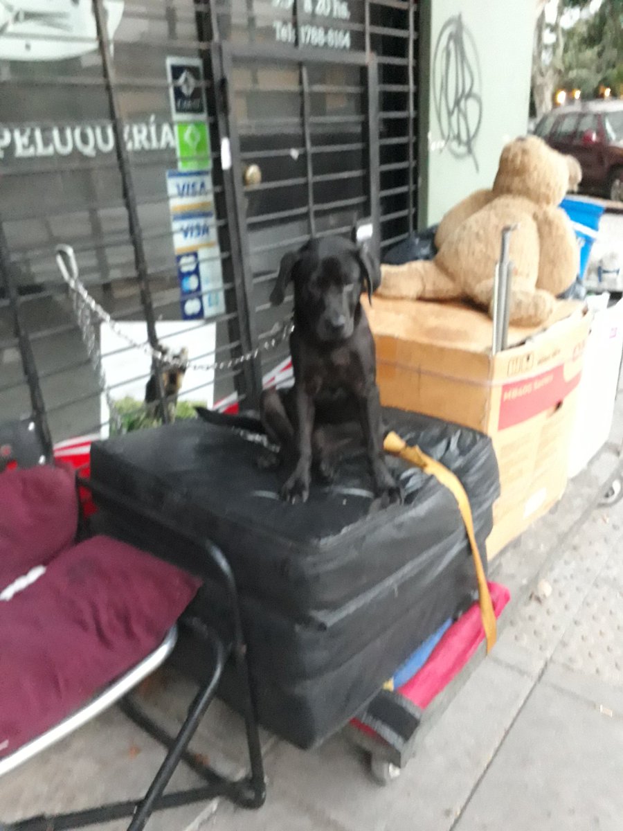 Yase que a ustedes les re chupa un huevo y no son ni capaces de dar un rt pero rodolfo quiere buscar trabajo antes de que venga el frio para tener un techo donde dormir, con este bombón de perro que tiene apenas 2 meses, cualquier zona le sirve, ayudenlo a salir de la calle