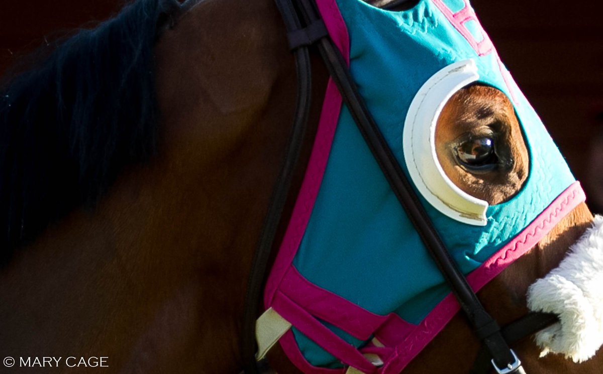 Horse racing is my passion, and Texas is my home. I will continue to fight for this industry to survive here, to the best of my abilities. Please take a moment to read what I wrote to state legislators:

horseracingnation.com/blogs/grandsta…