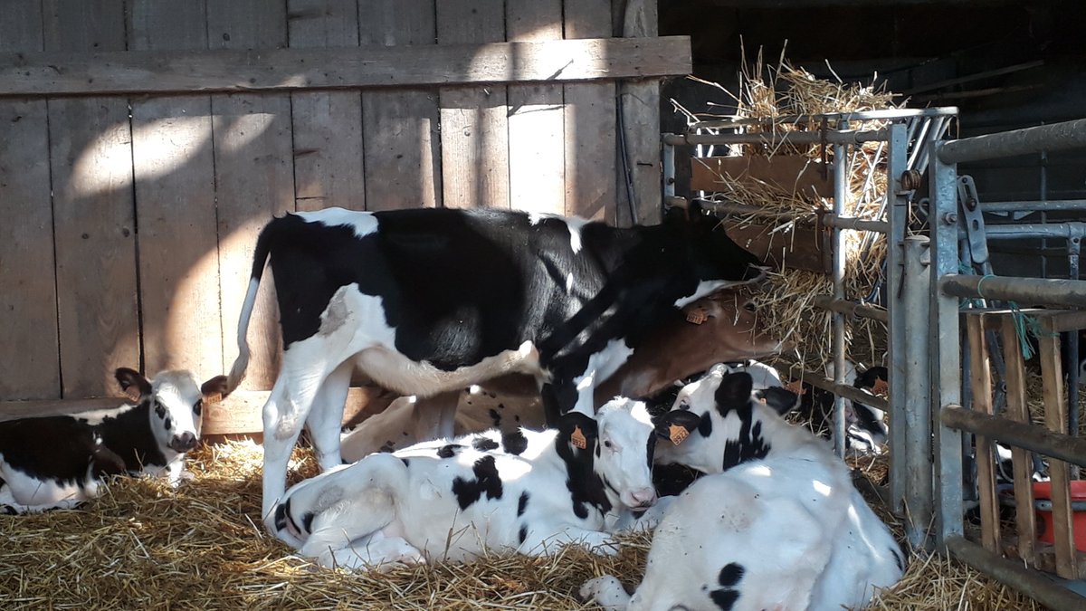AgriSkippy's tweet photo. #JeReviensDuFuturEt les gens ont enterré le veganisme car ils suivent des éleveurs sympas sur les réseaux, ils visitent les fermes et ils savent qu'on élève super bien nos animaux. https://t.co/AKxYL1oLEY