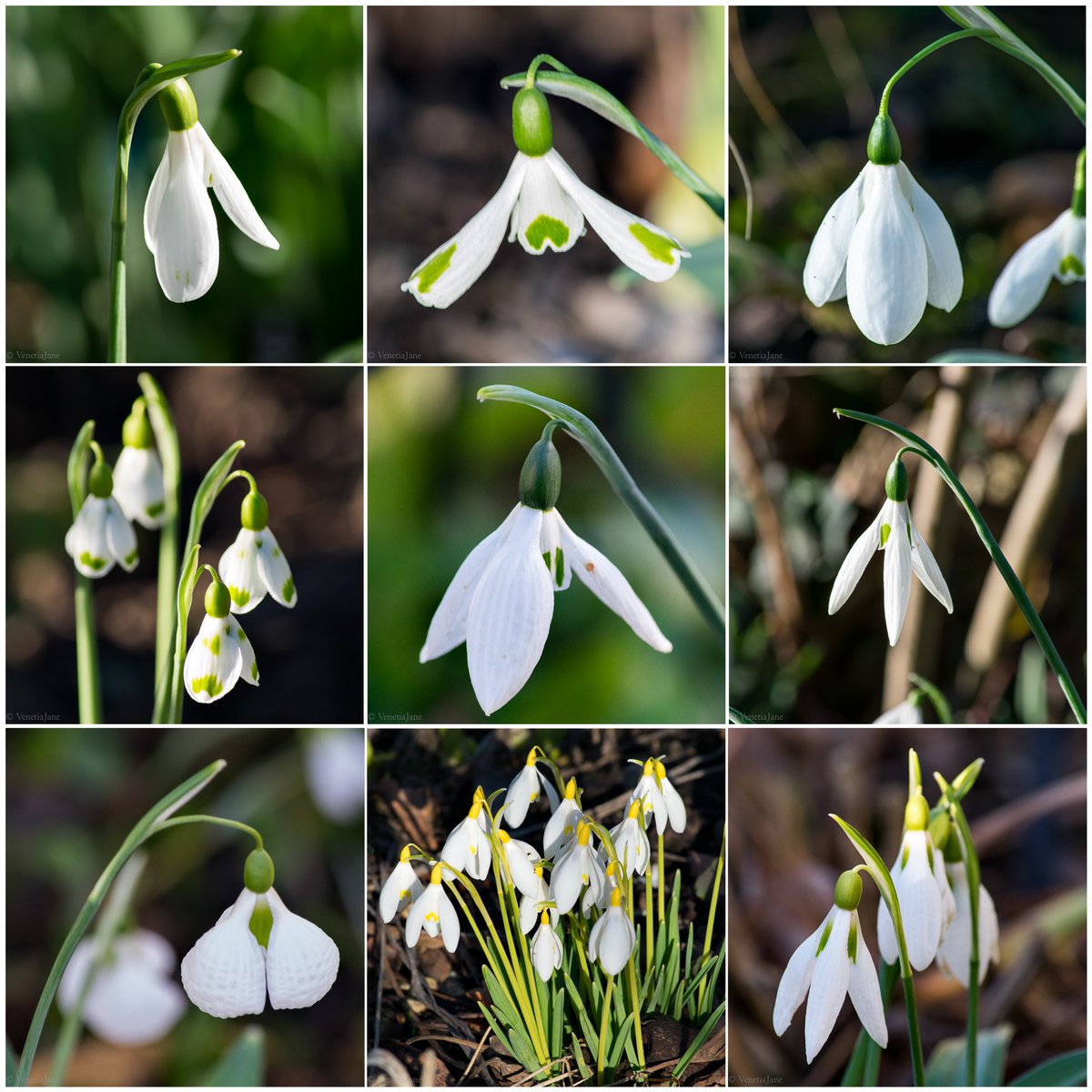 VenetiaJane's tweet photo. 'Snowdrop' is derived from German 'schneetropfen' a style of earring popular during the 16th and 17th C. These beauties were photographed at The Knoll and The Folly, Pavenham, open for NGS Bedfordshire Sunday 11th February 1 - 4.30pm. For further dates see https://t.co/CYz8mrx69I https://t.co/tYB6Udk2dk