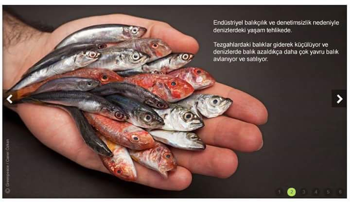 aquaticmean's tweet photo. Doğal  balık stoklarımız giderek azalıyor. Tezgahta balık yok! Denizlerde ve iç sularda biyoçeşitliliğimizi korumak için
#enaz250suürünlerimühendisi istihdam edilmelidir #denizlerimizçölolmasın @aefakibaba @naci_agbal https://t.co/mceYAtDfma