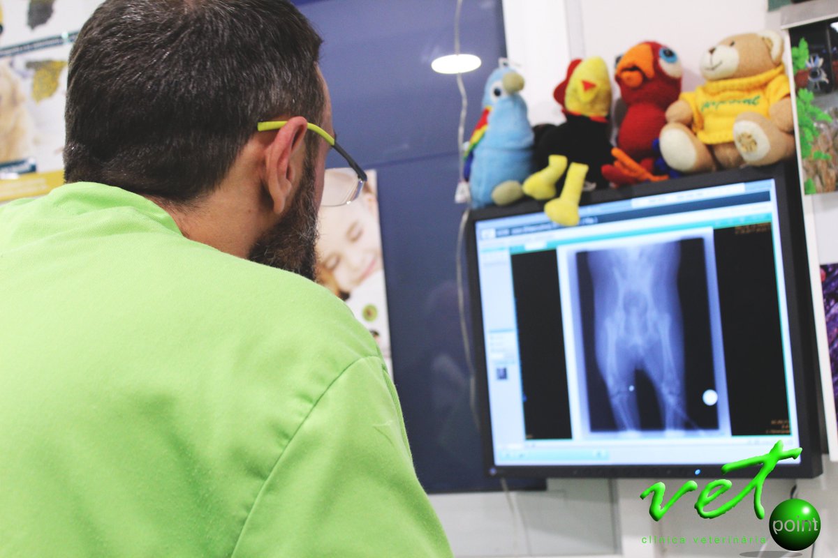VetpointCV's tweet photo. A Pipo le estamos tratando la displasia de cadera con infiltraciones de ácido hialurónico, un tratamiento muy efectivo y poco invasivo.
https://t.co/W6JdRTbGal
#beagle #veterinario #consejos #tips #cuidados #perro #hospitalet #barcelona #vetpoint https://t.co/iF2l0U7mQb