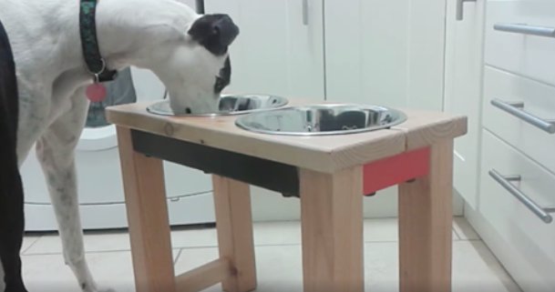 lovehounds7's tweet photo. Nidge tests out this red and black Lanky #raisedfeeder perfect for #greyhounds #sighthounds #largebreeds #talldogs #handmadewithlove in #forres #adoptdontshop #cleanfloor #rescuedog https://t.co/gtJtZwPwBn