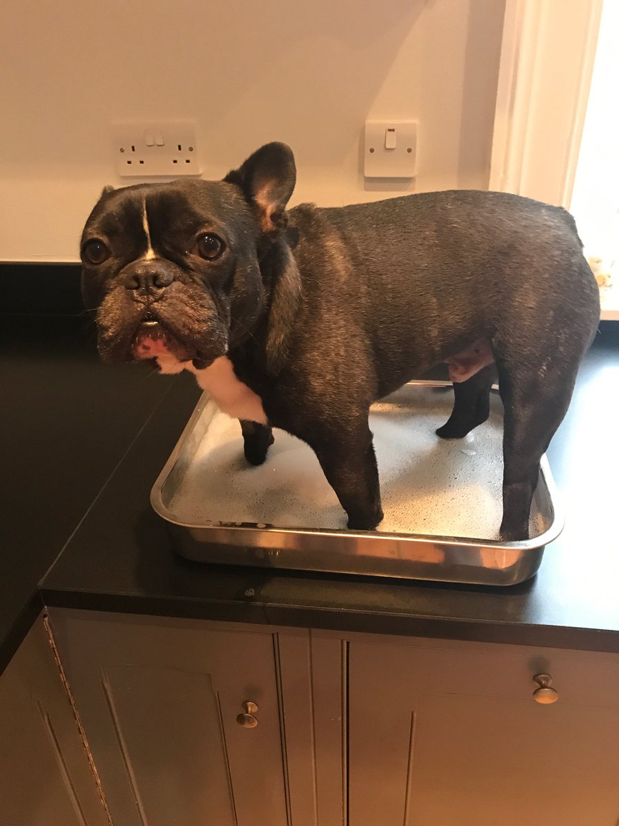 davidflatman's tweet image. LOST DOG! People of Bath, Badger the French Bulldog has done a runner. If you see him in or around the Lansdown area, grab the little lad would you! X